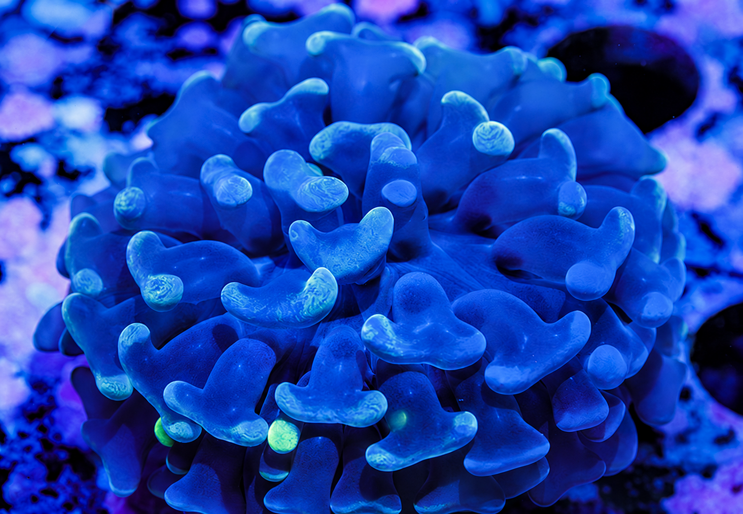 Blue Nebula Hammer