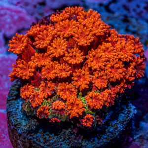 Monster Widow’s Flame Goni