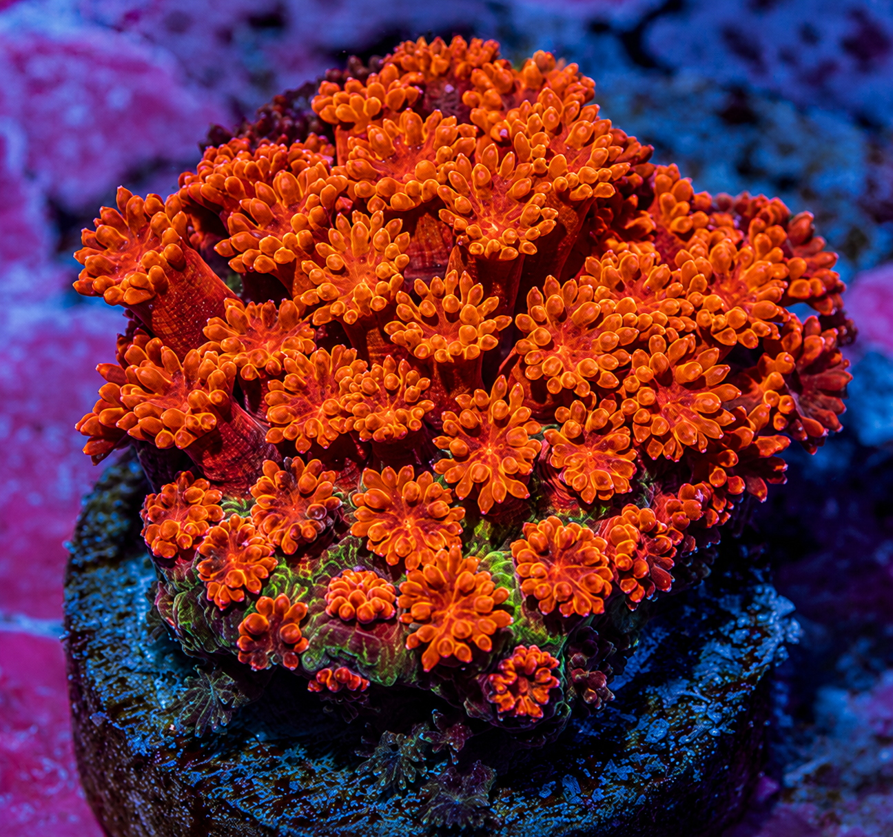 Monster Widow’s Flame Goni