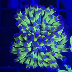 Indo Neon Green with Purple Tips Branching Hammer Frag - Two Heads (COR-LPS-260921-046)