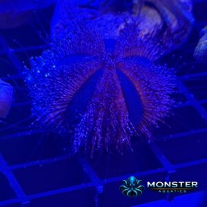 Aquacultured Tuxedo Urchin (INV-URC-260921-043)