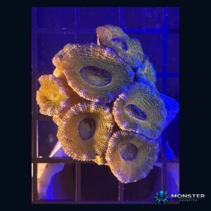Acan Lord A Grade XXS (COR-LPS-260612-001)