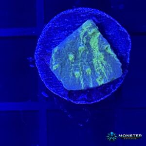Acid Shower Astreopora (COR-SPS-260921-014)
