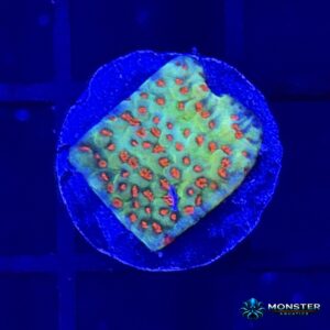 Aquaman Montipora Frag (COR-SPS-260921-018)