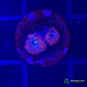 Arc Reactor Blastomussa Merletti (COR-LPS-260921-007)