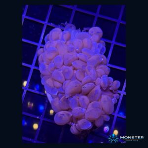Basic Pearl Bubble Coral - Small (COR-LPS-260612-015)