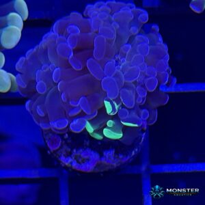 Blue Gusher Hammer Frag (COR-LPS-260612-020)