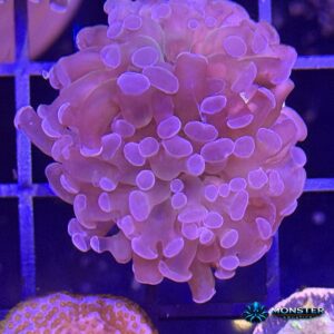 Blue Gusher Hammer Frag (COR-LPS-260612-021)