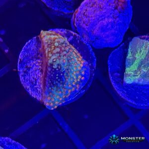 Chili Pepper Montipora (COR-SPS-260921-016)