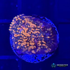 Cloudberries Chalice (COR-LPS-260921-009)