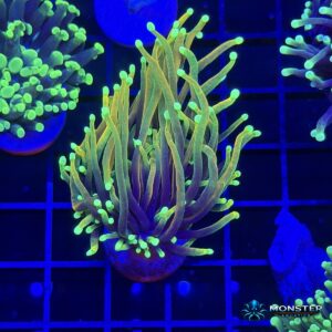 Dragon Soul Torch Coral – 1 Head (MA-LPS-TOR-DS-001)