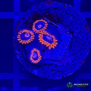 Fire and Ice Zoanthid (COR-ZOA-260921-021)