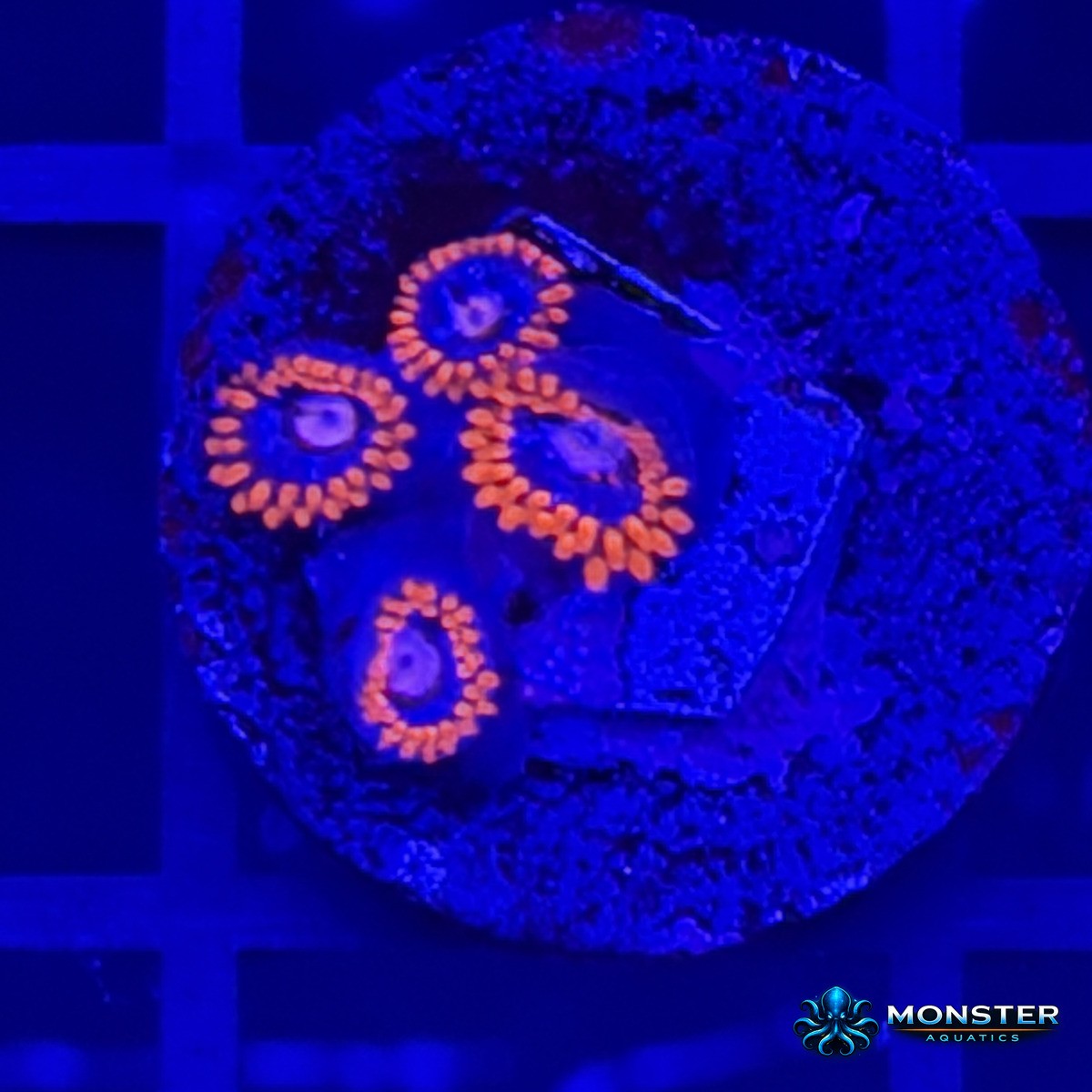 Fire and Ice Zoanthid (COR-ZOA-260921-021)