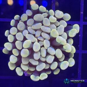 Fright Night Hammer Frag (COR-LPS-260921-011)