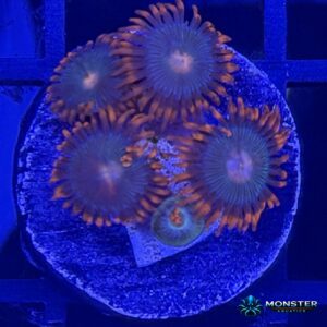 Gatorade Zoanthid Frag (COR-ZOA-260921-023)