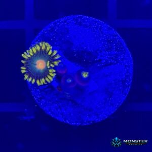 Green Bay Packers Zoanthid (COR-ZOA-260921-022)