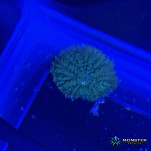 Green Mushroom (MA-SFT-MSH-GHM-001)