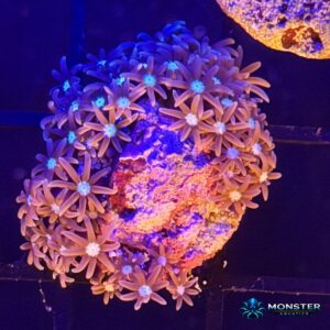 Green Star Polyps (COR-SFT-260524-003)