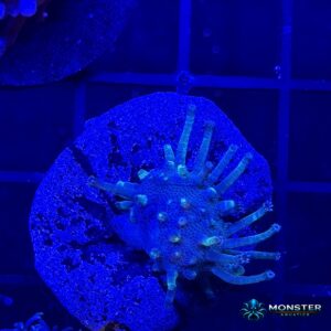 Green Toadstool Leather Frag (COR-SFT-260921-037)
