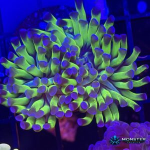 Indo Gold Stems with Pink or Purple Tips Branching Hammer - 2 Heads (COR-LPS-260921-028)