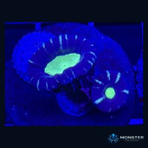 Multicolor Candy Cane  (COR-LPS-260921-024)