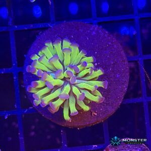 Indo Neon Green with Purple Tips Branching Hammer Frag (COR-LPS-260921-029)