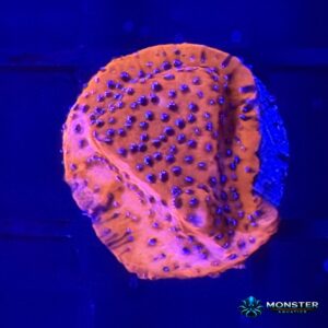 Mystic Sunset Montipora Frag (COR-SPS-260921-017)