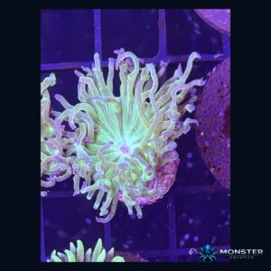 Neon Green Duncan (COR-LPS-260524-001)