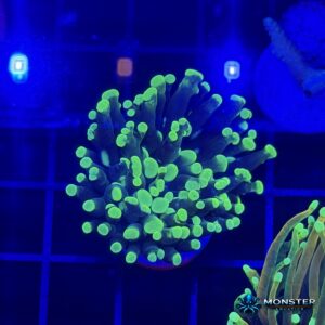 Neon Green Torch Coral – 1 Head (MA-LPS-TOR-NG-001)