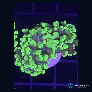 Neon Green Torch Coral – 2 Heads (COR-LPS-260921-048)