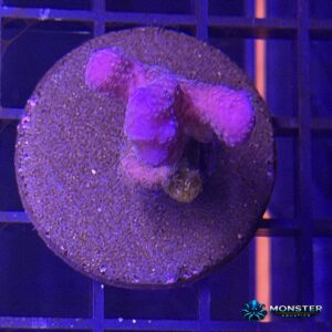 Pink Stylophora (COR-SPS-260921-035)
