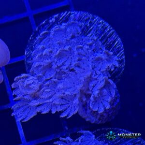 Pulsing Xenia (COR-SFT-260921-004)
