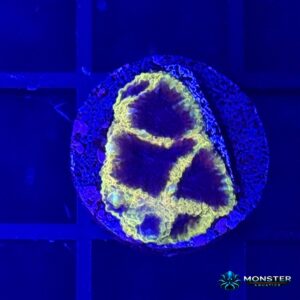 Wolverine Favia Frag (COR-LPS-260921-012)