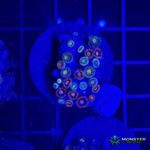 WYSIWYG Zoanthid Frag (MA-SFT-ZOA-WYS-001)