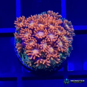 Time Warp Goniopora