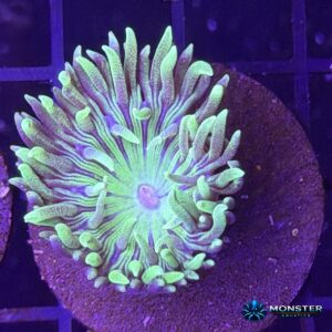 Blue Regular/Tabling Duncan (COR-LPS-260921-026)
