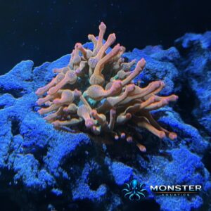 Rose Bubble Tip Anemone – Small (INV-ANE-RSE-S-001)