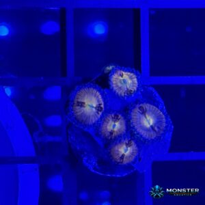Sakura Zoanthid (COR-ZOA-260921-020)